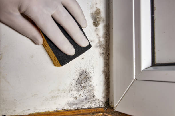 Best Mold Remediation for Healthcare Facilities  in Seminole, OK